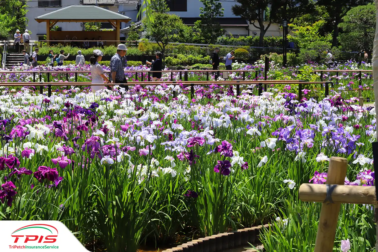 สวนพฤกษศาสตร์ เกียวโต Hanashobu park (Kyoto Prefecture)