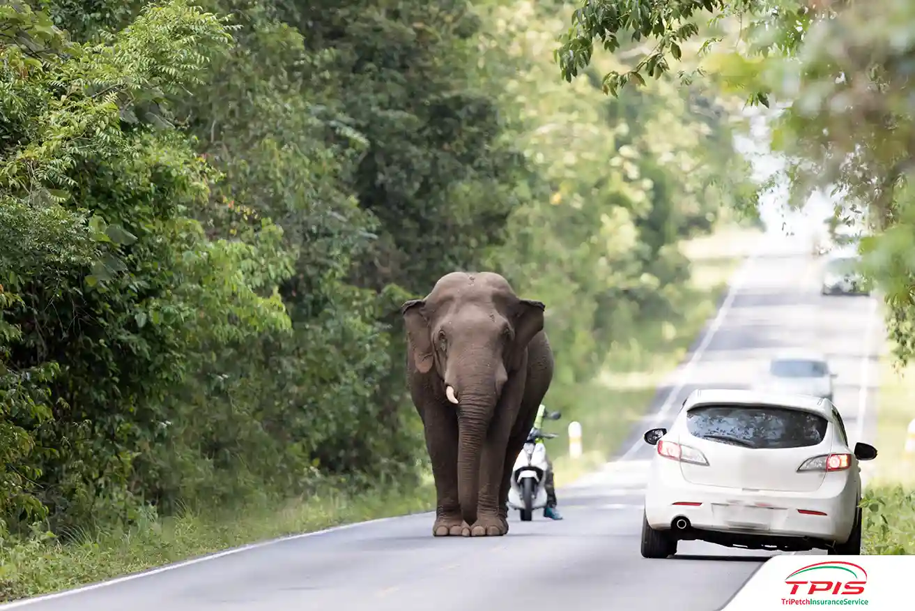 เมื่อเจอช้างหรือสัตว์ป่าบนถนน ควรทำยังไง