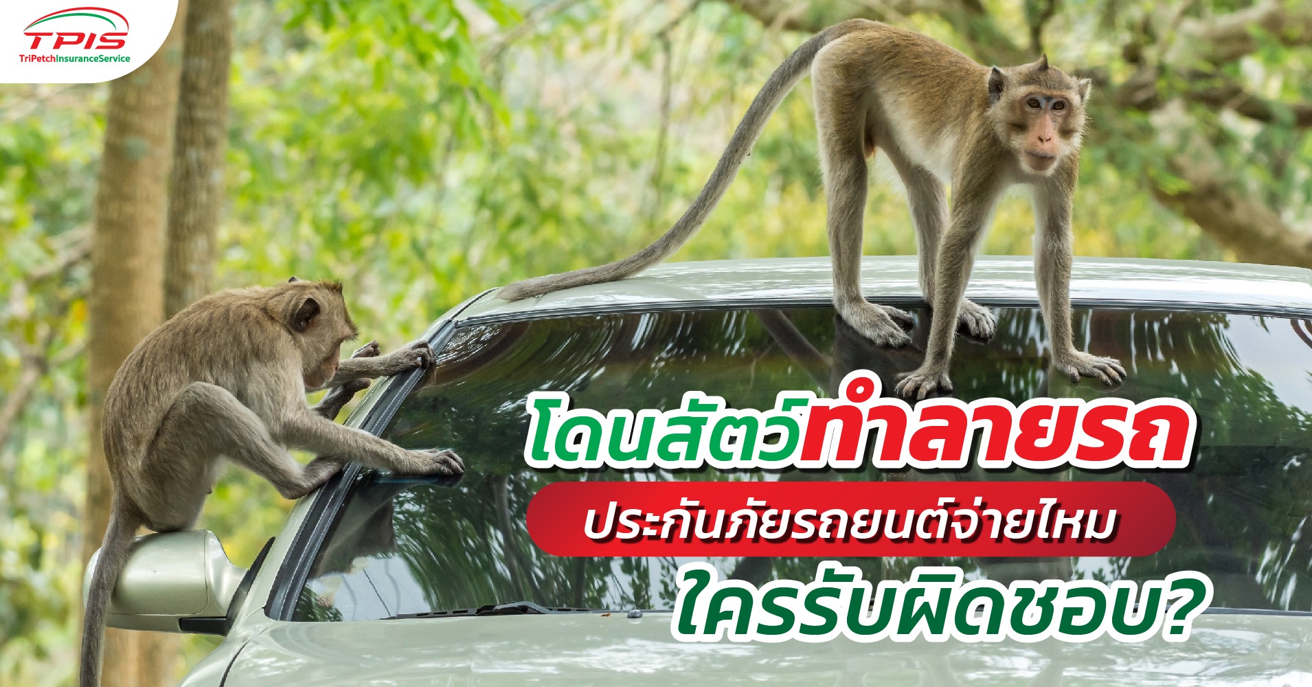 โดนสัตว์ทำลายรถ ประกันภัยรถยนต์จ่ายไหม ใครรับผิดชอบ