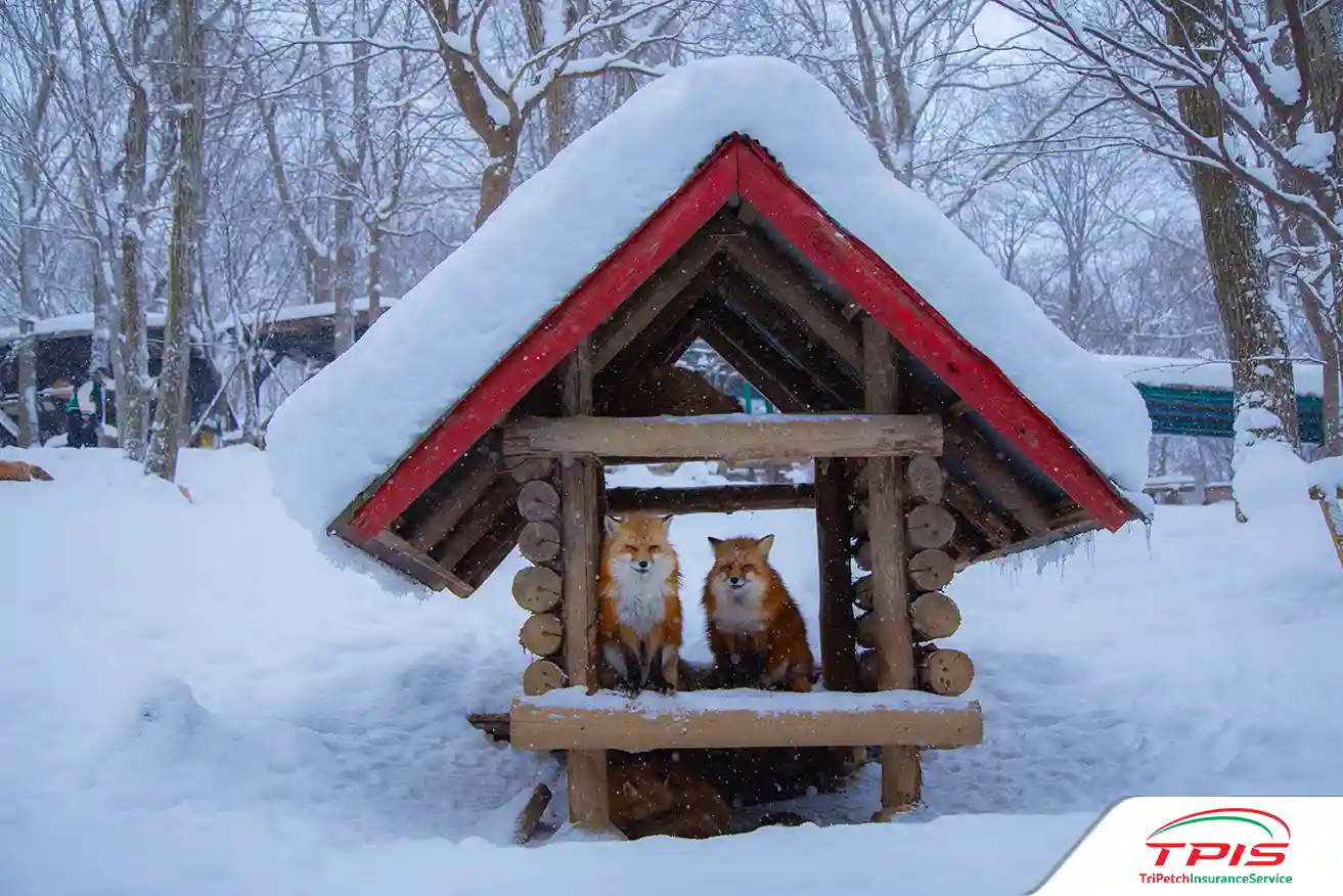 ซาโอะหมู่บ้านจิ้งจอก (Zao Fox Village)