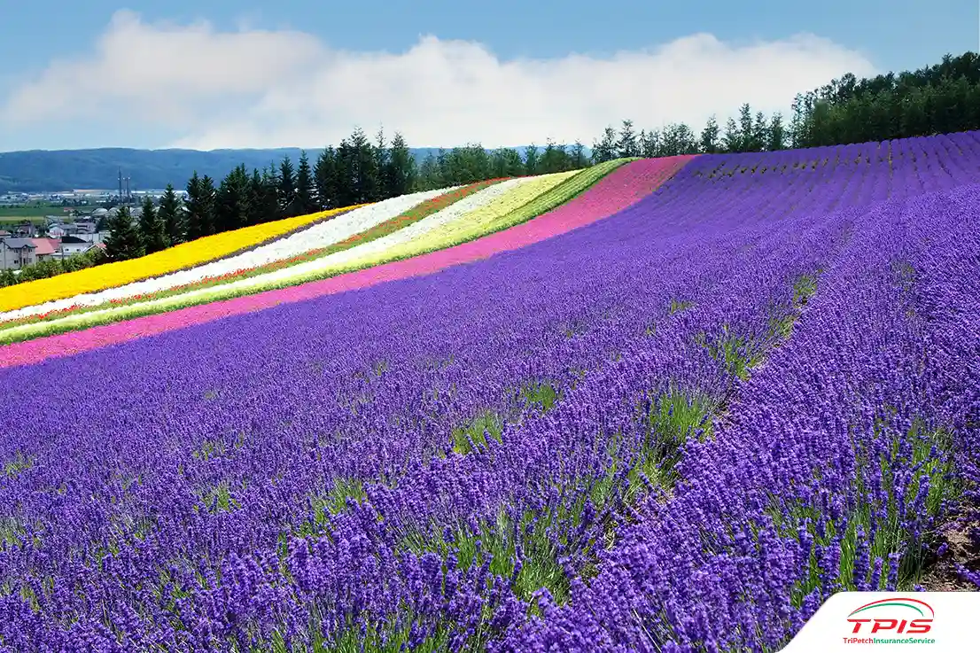 ทุ่งดอกไม้ ฟูราโน่ (Furano Flower Field)