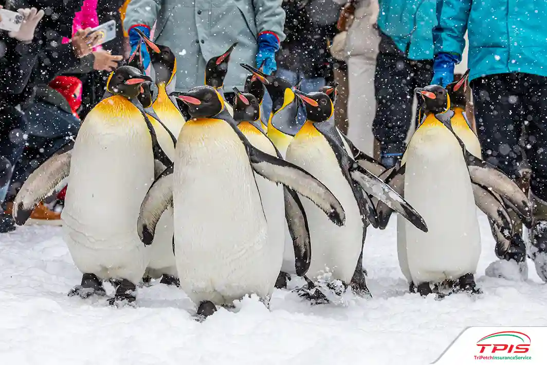 สวนสัตว์อาซาฮิยามะ (Asahiyama Zoo)